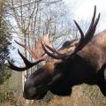 Moose sweep Moose sweep